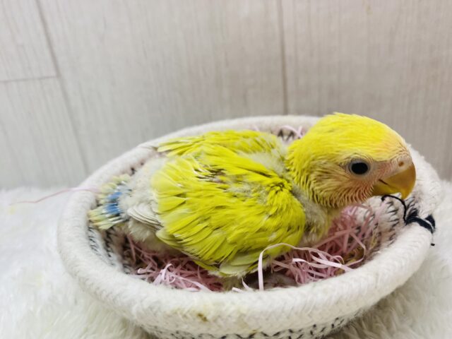 コザクラインコ（小桜インコ）