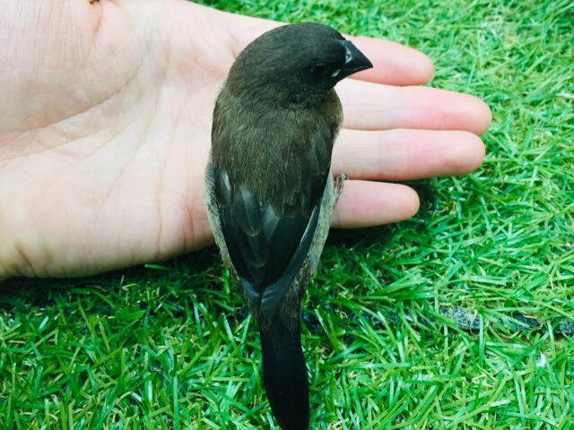 ヨーロッパ十姉妹