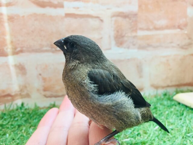 ヨーロッパ十姉妹