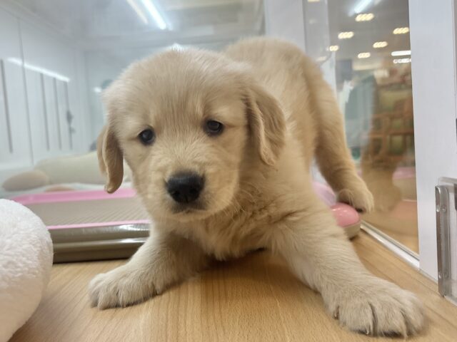 ゴールデンレトリバー