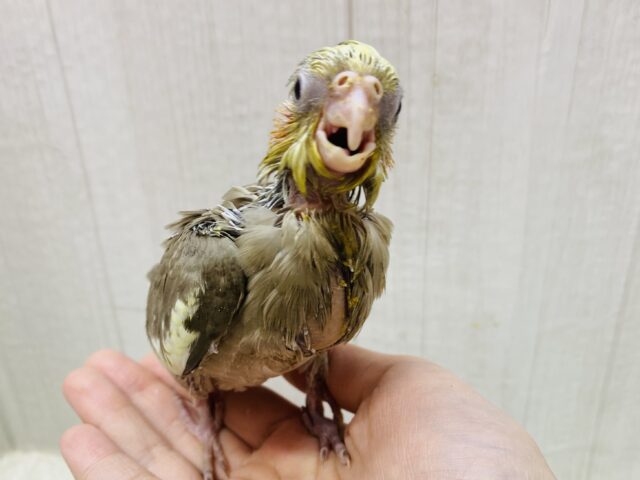 オカメインコ