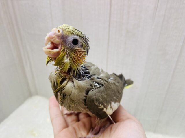 オカメインコ