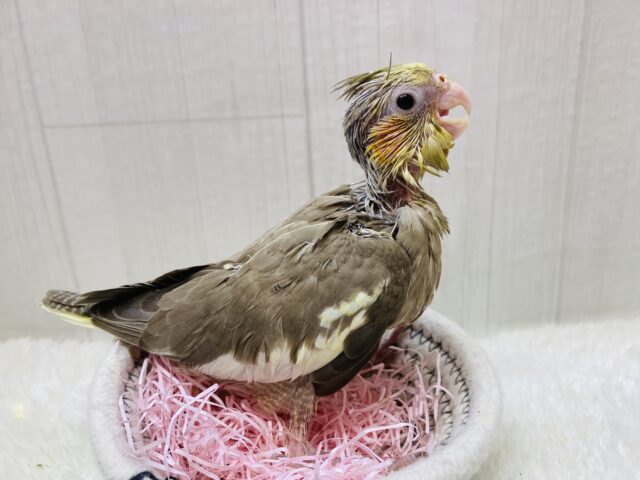 オカメインコ