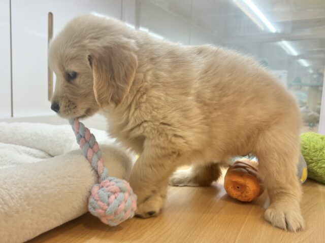 ゴールデンレトリバー