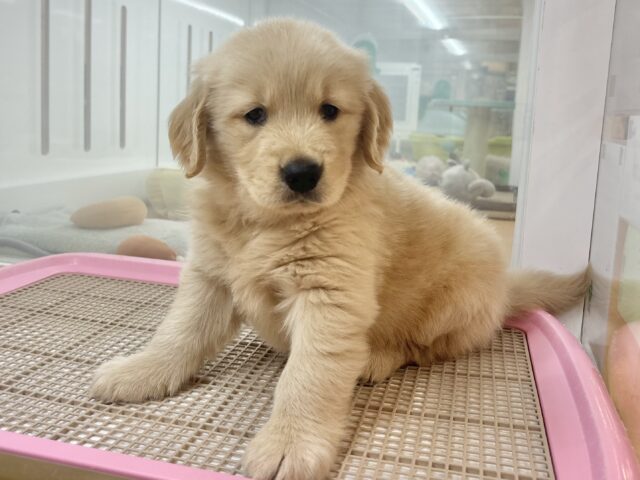 ゴールデンレトリバー