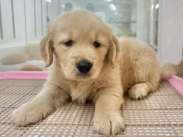 ゴールデンレトリバー