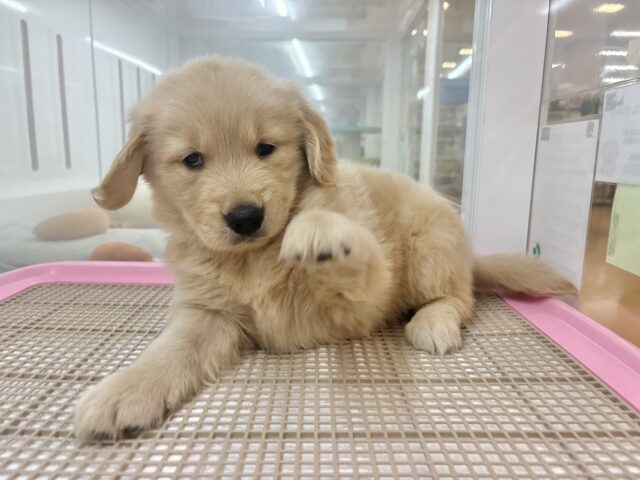 ゴールデンレトリバー