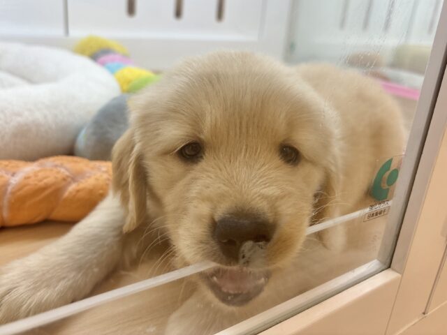 ゴールデンレトリバー