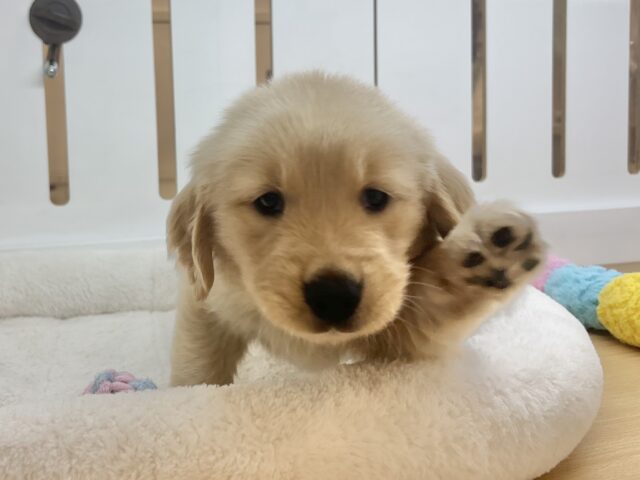 ゴールデンレトリバー