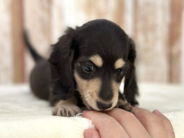 ミニチュアダックス