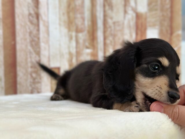 ミニチュアダックス