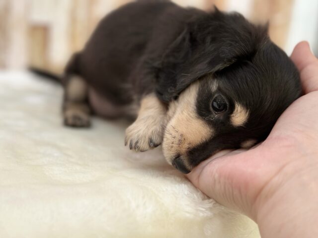 ミニチュアダックス