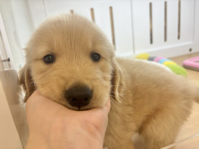 ゴールデンレトリバー