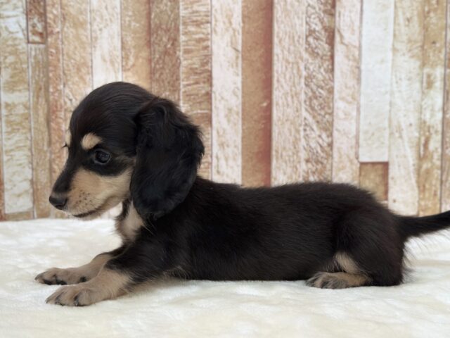 ミニチュアダックス