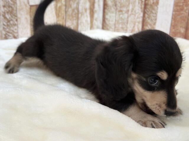 ミニチュアダックス