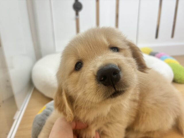 ゴールデンレトリバー