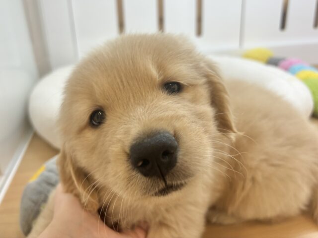 ゴールデンレトリバー