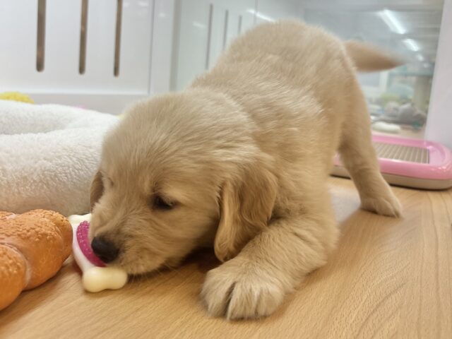 ゴールデンレトリバー