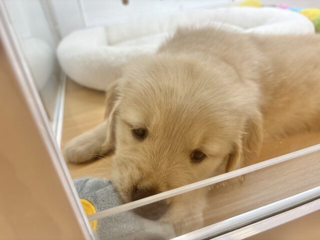 ゴールデンレトリバー