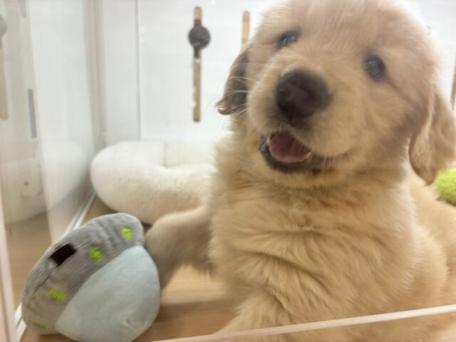 ゴールデンレトリバー