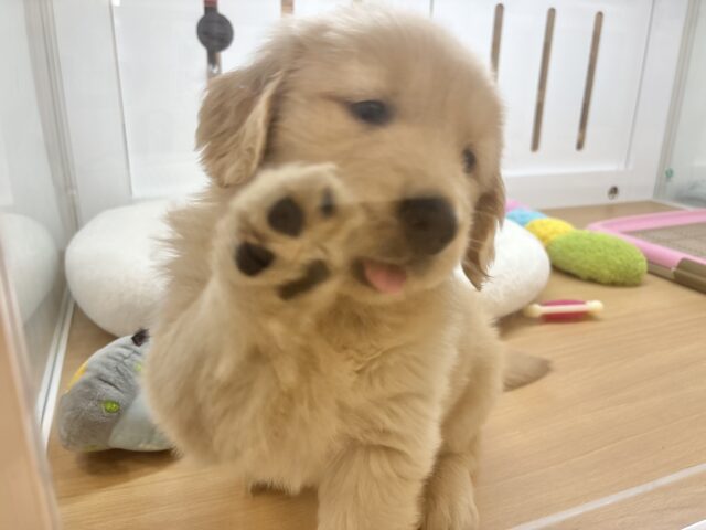 ゴールデンレトリバー