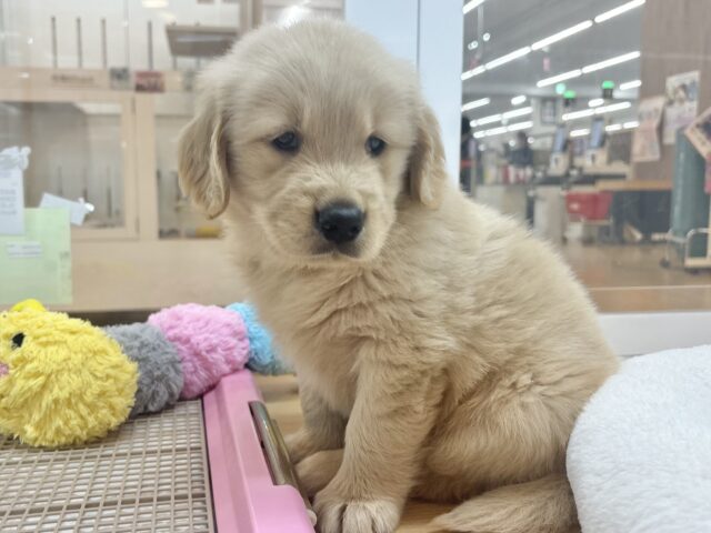 ゴールデンレトリバー