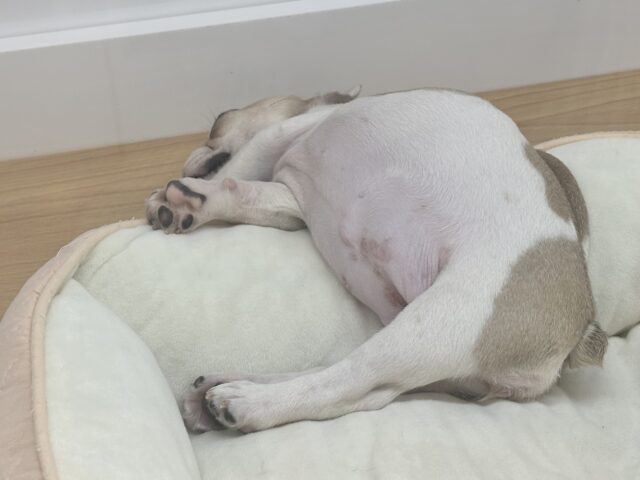 フレンチブルドッグ