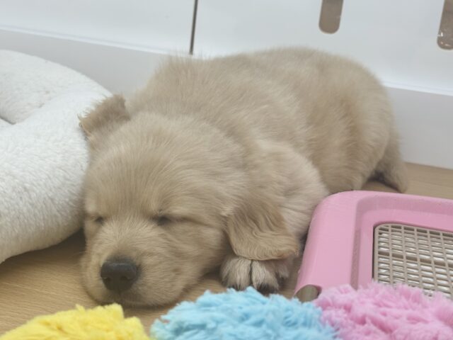 ゴールデンレトリバー