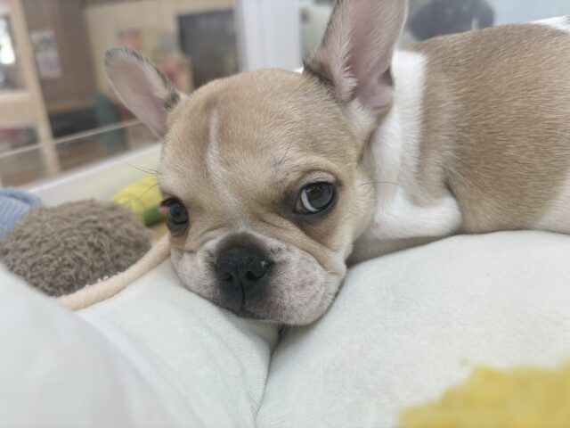 フレンチブルドッグ