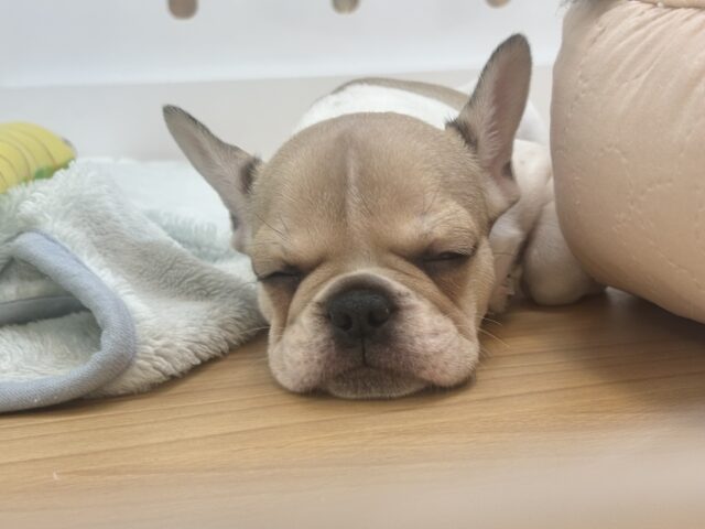 フレンチブルドッグ