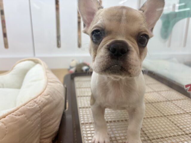 フレンチブルドッグ