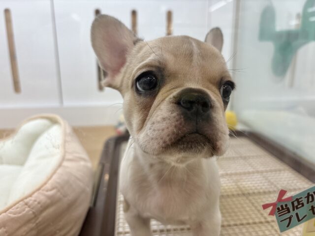 フレンチブルドッグ
