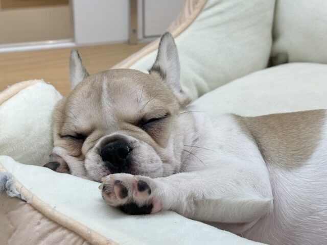 フレンチブルドッグ