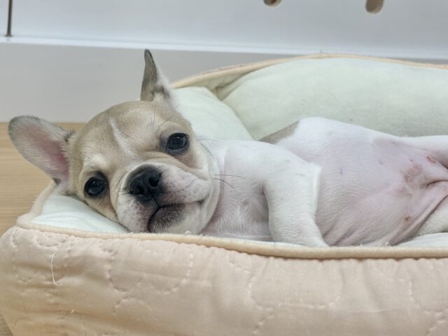 フレンチブルドッグ