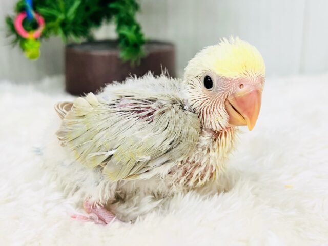 コザクラインコ（小桜インコ）