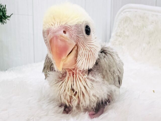 コザクラインコ（小桜インコ）