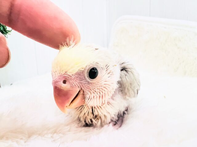 コザクラインコ（小桜インコ）