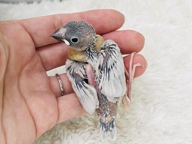 シルバー文鳥