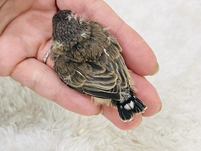 錦花鳥（キンカチョウ）