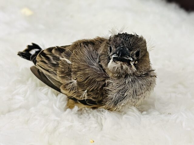 錦花鳥（キンカチョウ）