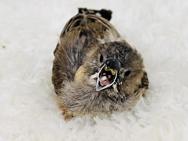 錦花鳥（キンカチョウ）