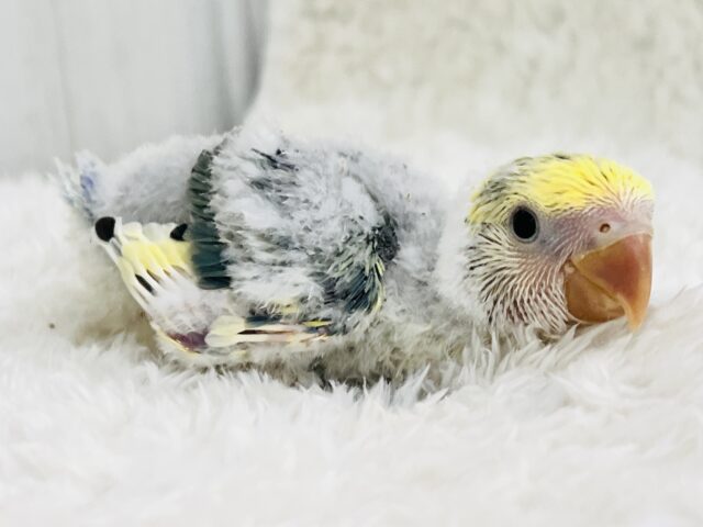 コザクラインコ（小桜インコ）