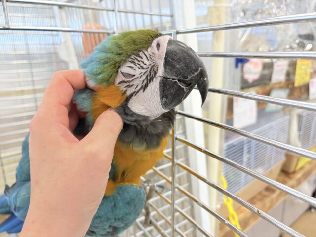 ルリコンゴウインコ