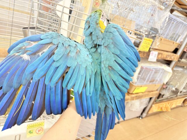 ルリコンゴウインコ