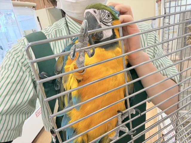ルリコンゴウインコ