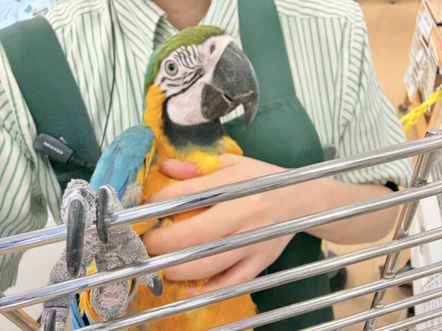 ルリコンゴウインコ