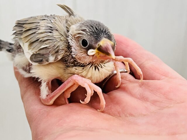 衝撃の再々入舎‼︎アゲイト文鳥の雛♡ 色変わり文鳥