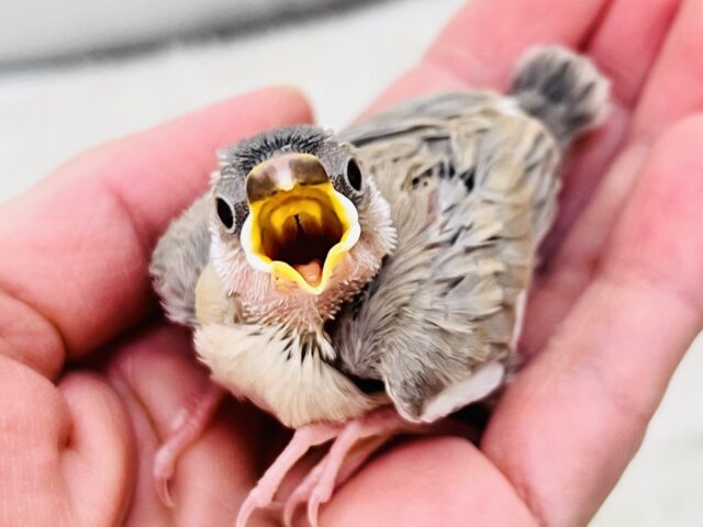 衝撃の再々入舎‼︎アゲイト文鳥の雛♡ 色変わり文鳥