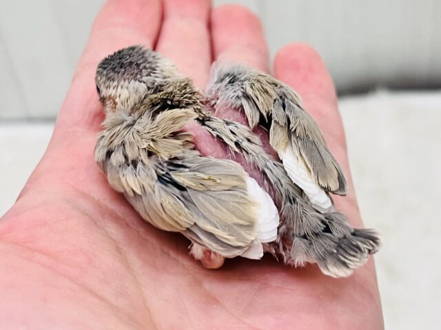 衝撃の再々入舎‼︎アゲイト文鳥の雛♡ 色変わり文鳥