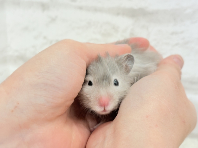 ゴールデンハムスター